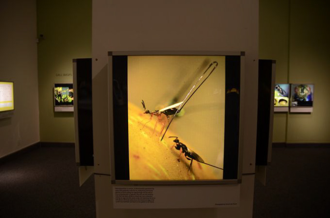 Wasp_exhibition__DSC3503
